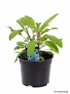 Hovedbilde Salvie - SALVIA OFFICINALIS/SALVIE  - 162701