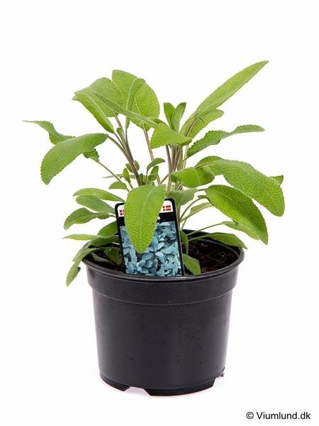 Salvie - SALVIA OFFICINALIS/SALVIE  - 162701