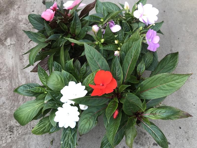 Flittig Lise - IMPATIENS NEW-GUINEA HYB. 'NEW GUINEA' - 164866