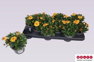 Hovedbilde Spansk margeritt - Osteospermum 3d Deep Sun  - ...