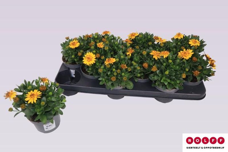 Spansk margeritt - Osteospermum 3d Deep Sun  - 162709
