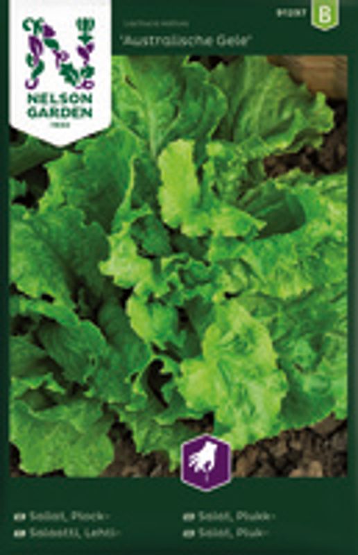 Salat, Plukk-, Catalonga, Organic