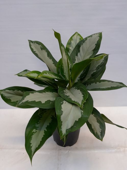 Hovedbilde Sjømannstrøst - AGLAONEMA COMMUTATUM  - 1176685