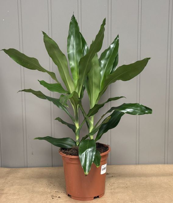 Hovedbilde Dracaena fragrans - 152839-3