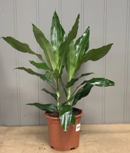 Hovedbilde Dracaena fragrans - 152839-3