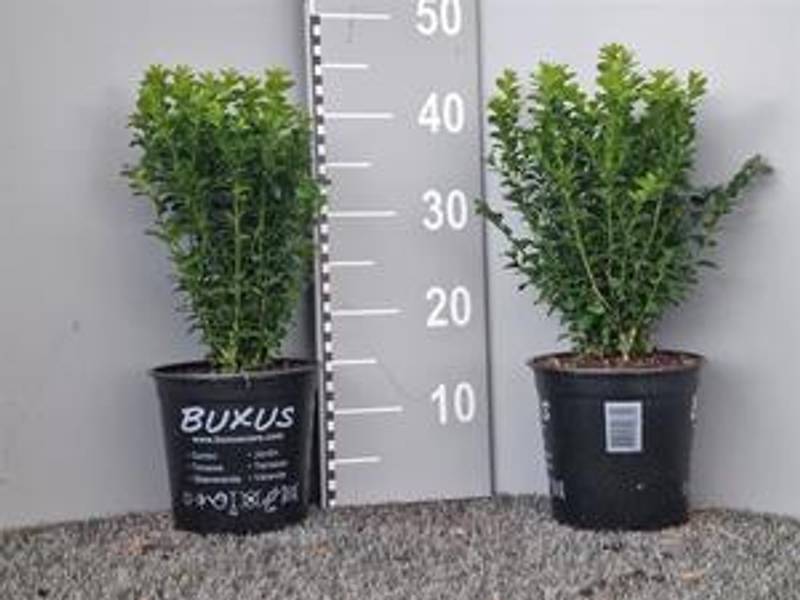 Buksbom busk 30-40cm