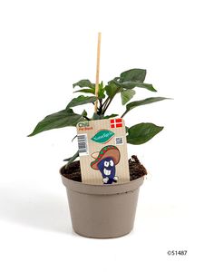 Hovedbilde Chili - CAPSICUM ANNUUM/PEBER SPISELIG 'CHILI' - ...