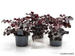 Hovedbilde Alunrot - HEUCHERA-HYBRID  - 151036