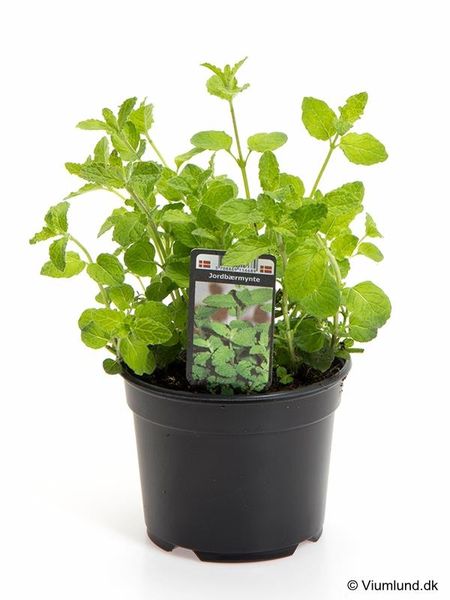 Grønnmynte - MENTHA SPICATA/MYNTE 'KRYDDERURT' - 162701