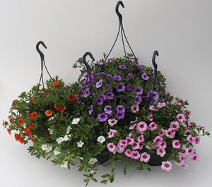 Hovedbilde Millionbells - Calibrachoa mix  - 162097