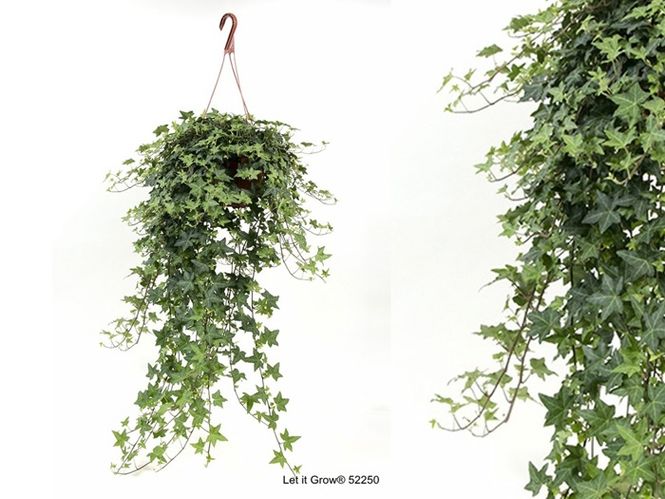 Hovedbilde Hedera helix P19 Ampel 50-80cm
