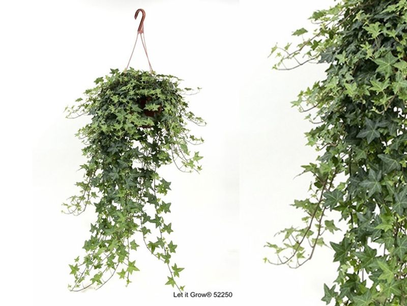 Hedera helix P19 Ampel 50-80cm