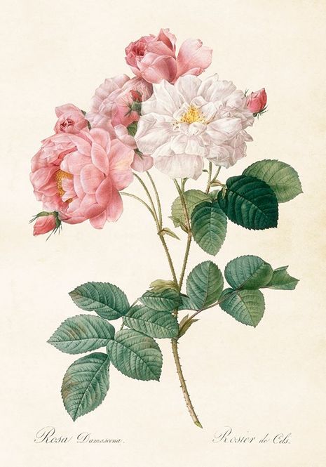 Hovedbilde Vintage poster Rose 35x50