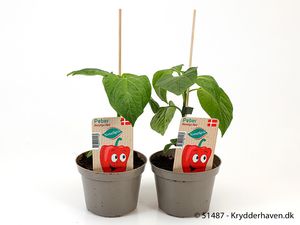 Hovedbilde Paprika - CAPSICUM ANNUUM/PEBER SPISELIG  - ...