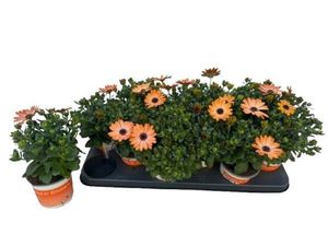 Hovedbilde Spansk Margeritt - Osteospermum Orange Bright  - ...