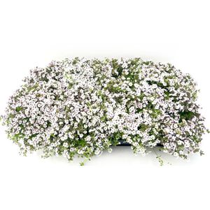 Hovedbilde Teppesl&oslash;r - Gypsophila creatoides Pretty Maid  - ...