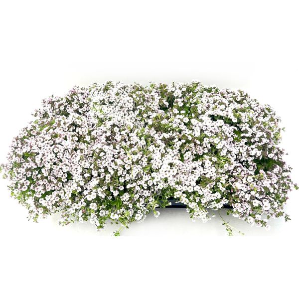 Teppeslør - Gypsophila creatoides Pretty Maid  - 162708