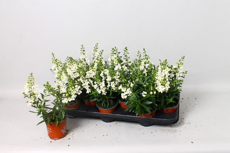 Angelonia Angelmist White  - 163892