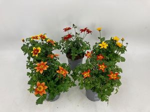 Hovedbilde BIDENS FERULIFOLIA  - 162701