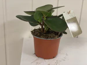 Hovedbilde PEPEROMIA CLUSIIFOLIA RED MARGIN