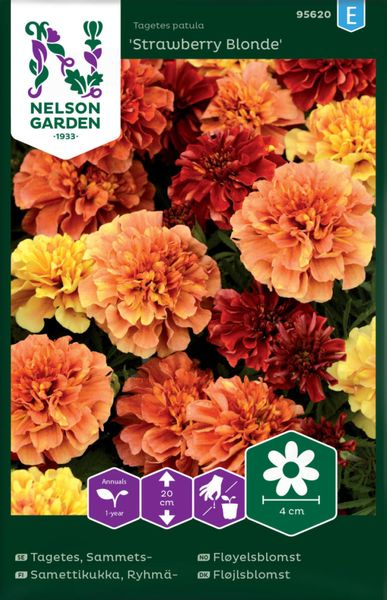 Fløyelsblomst, 'Strawberry Blonde'