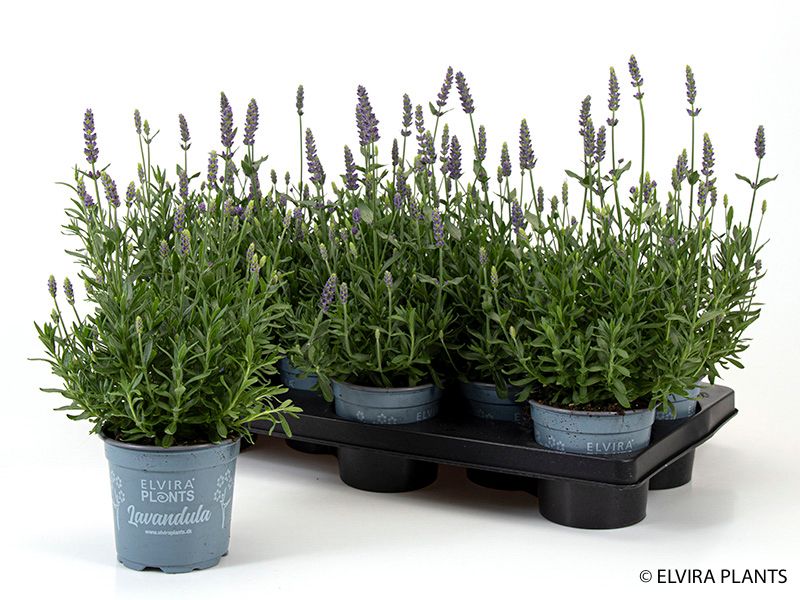 Lavendel - LAVANDULA ANGUSTIFOLIA 'HIDCOTE BLUE' - 162701