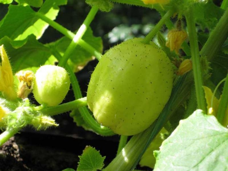Agurk - CUCUMIS SATIVUS/AGURK 'LIMON' - 162701
