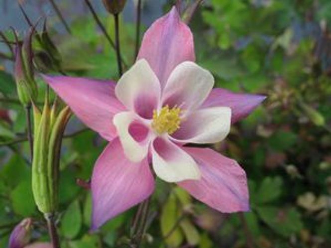 Hovedbilde Akeleje Spring Magic D13