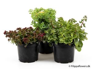 Hovedbilde SEDUM ACRE  - 164595