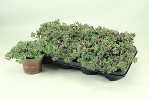 Hovedbilde Sedum Cauticolum  - 165583