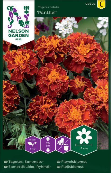 Hovedbilde Fløyelsblomst 'Panther, Utgått på dato 70%