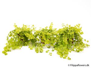 Hovedbilde Fredl&oslash;s - LYSIMACHIA-HYBRID  - 163882