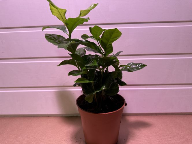 Hovedbilde Coffea arabica - 152839-2