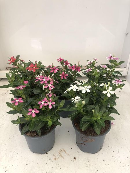 Rosegravmyrt - CATHARANTHUS ROSEUS  - 164866
