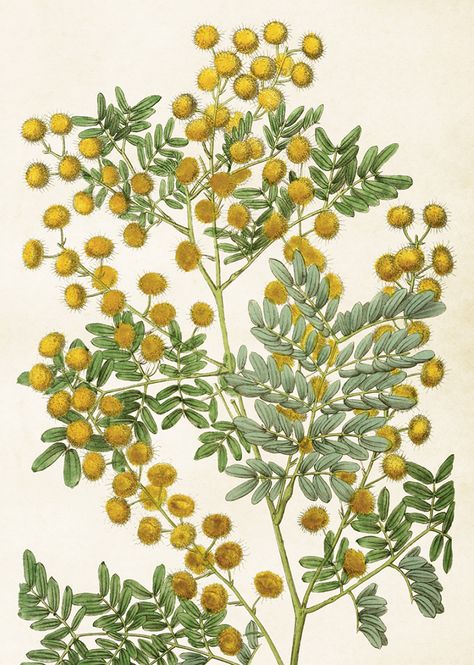 Hovedbilde Vintage poster Mimosa