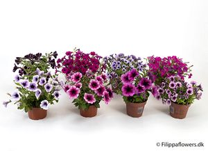 Hovedbilde PETUNIA-HYBRID 'SURFINIA' - 164866