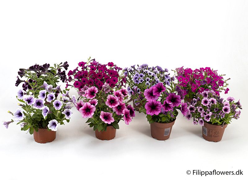 PETUNIA-HYBRID 'SURFINIA' - 164866