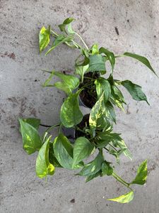 Hovedbilde Gullranke - EPIPREMNUM PINNATUM 'AUREUM HOT ...