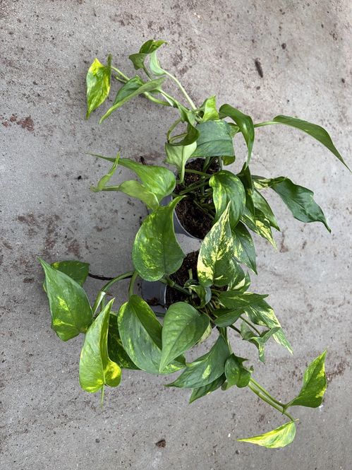 Hovedbilde Gullranke - EPIPREMNUM PINNATUM 'AUREUM HOT ...