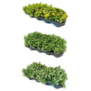 Hovedbilde Sedum Dura Mix