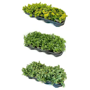 Hovedbilde Sedum Dura Mix