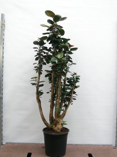 Hovedbilde POLYSCIAS BALFOURIANA 'FABIAN'