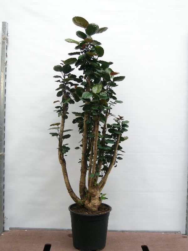 POLYSCIAS BALFOURIANA 'FABIAN'