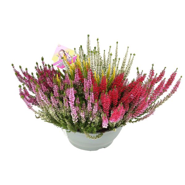 Calluna vulgaris Beauty Ladies High Five Schale (Termin abstimmen)