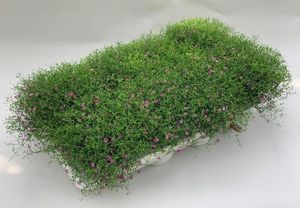 Hovedbilde Mursl&oslash;r - Gypsophila muralis Gypsy  - 162709