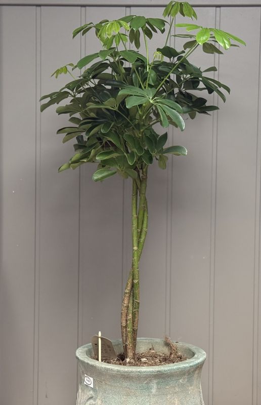 SCHEFFLERA ARBORICOLA 'NORA' Paraplytre - 152839-1