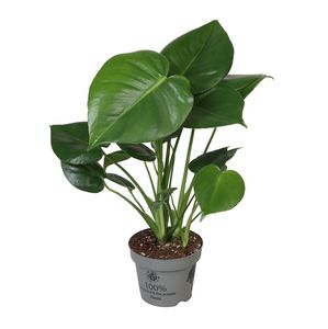 Hovedbilde MONSTERA DELICIOSA  - 165594