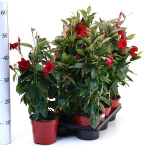 Hovedbilde Ynde - Dipladenia sanderi Sundaville Pyramide - ...