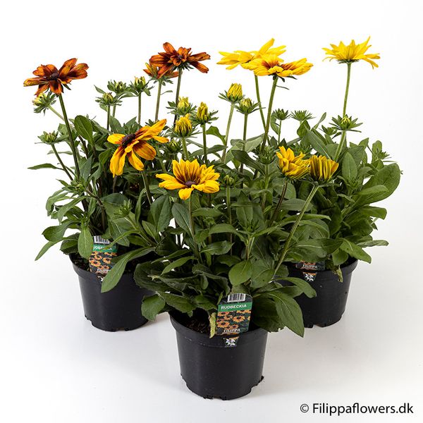 RUDBECKIA-HYBRID  - 156955