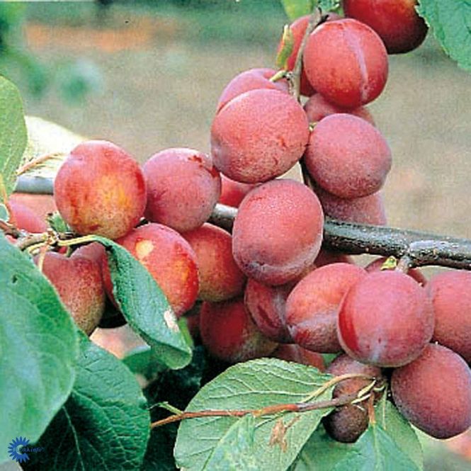 Hovedbilde PRUNUS DOMESTICA 'JUBILEUM'